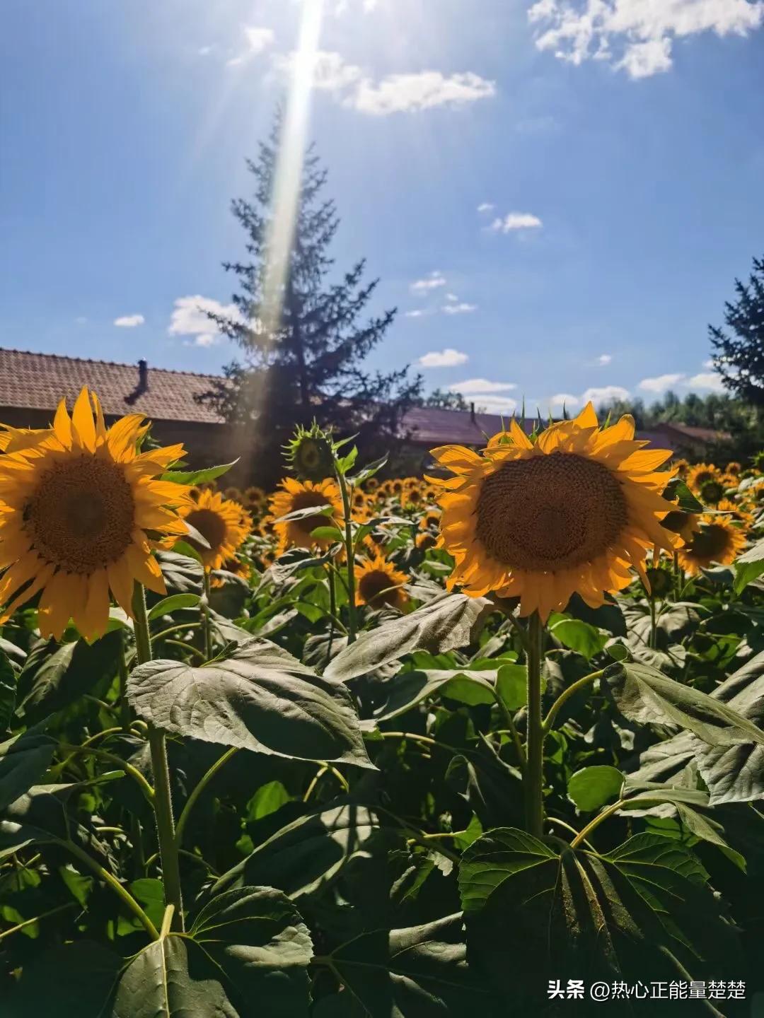 一片落叶，渲染了秋色；一季落花，唯美了岁月(图1)