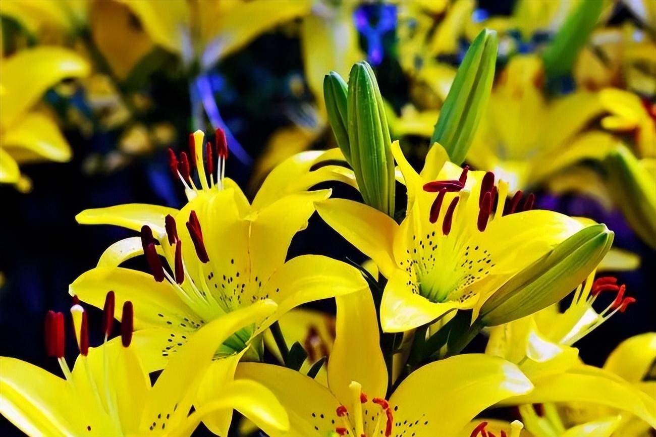 家庭氛围文案短句：创造温馨的家庭氛围，让生活更美好(图1)