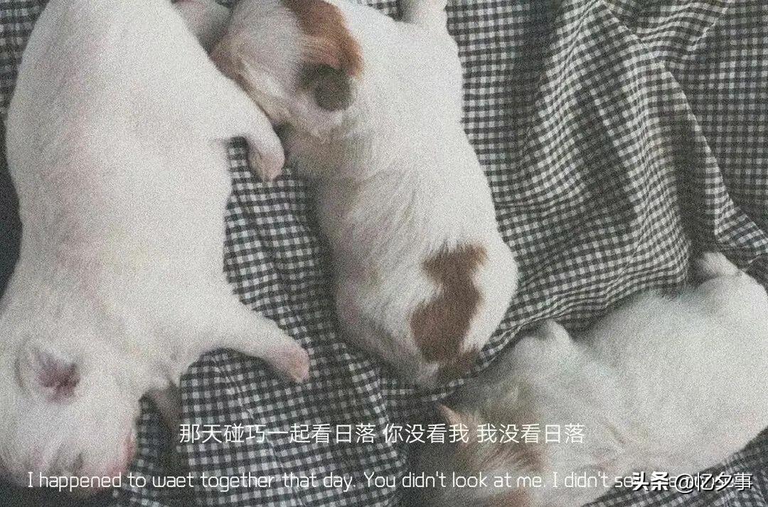 情感文案｜“二十七岁的我不会再爱你，十七岁的我永远爱你。”(图6)