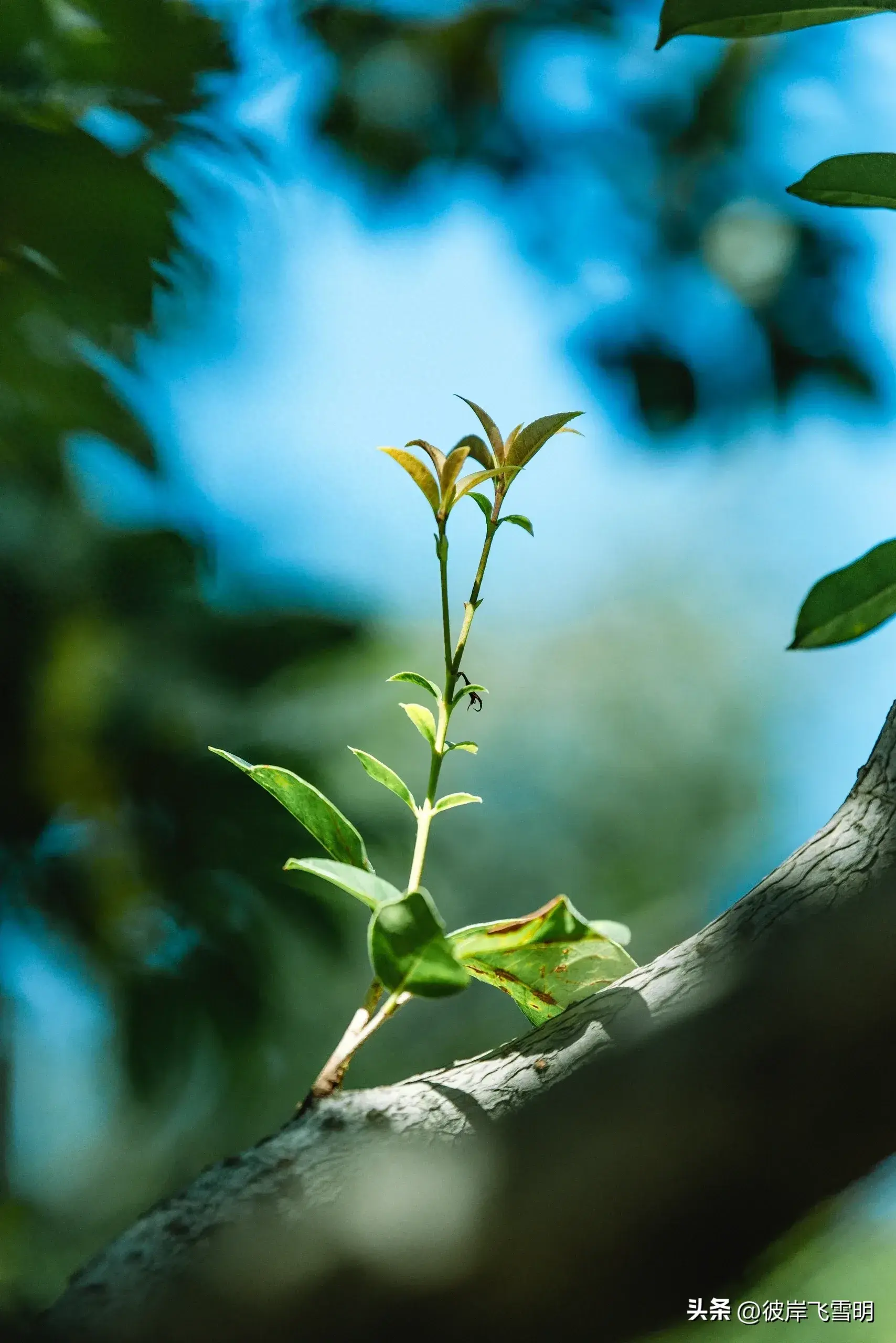 秋天的桂花盛宴(图1)