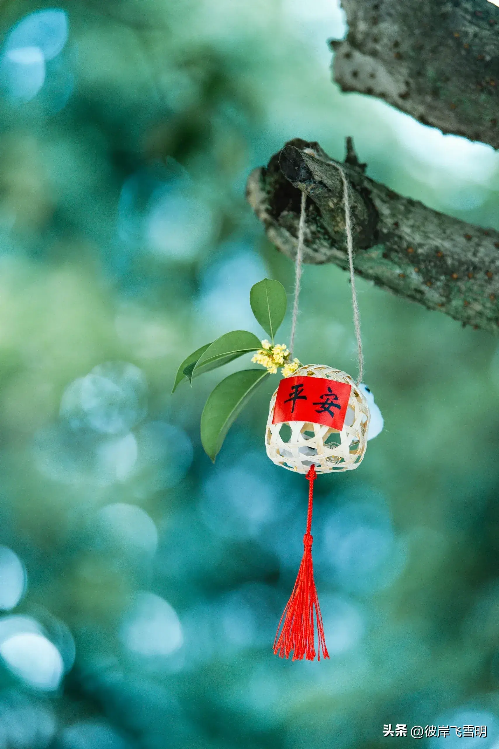 秋天的桂花盛宴(图3)