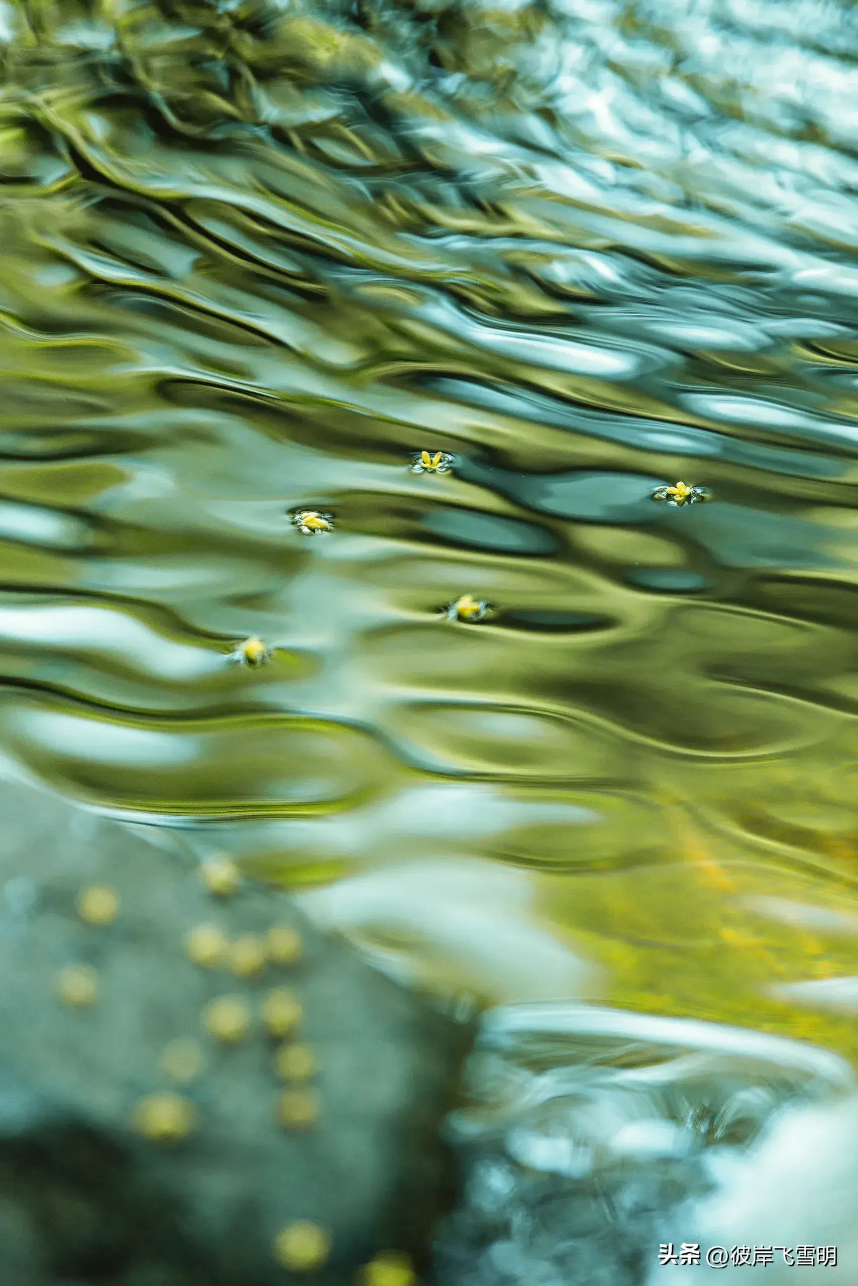 秋天的桂花盛宴(图4)