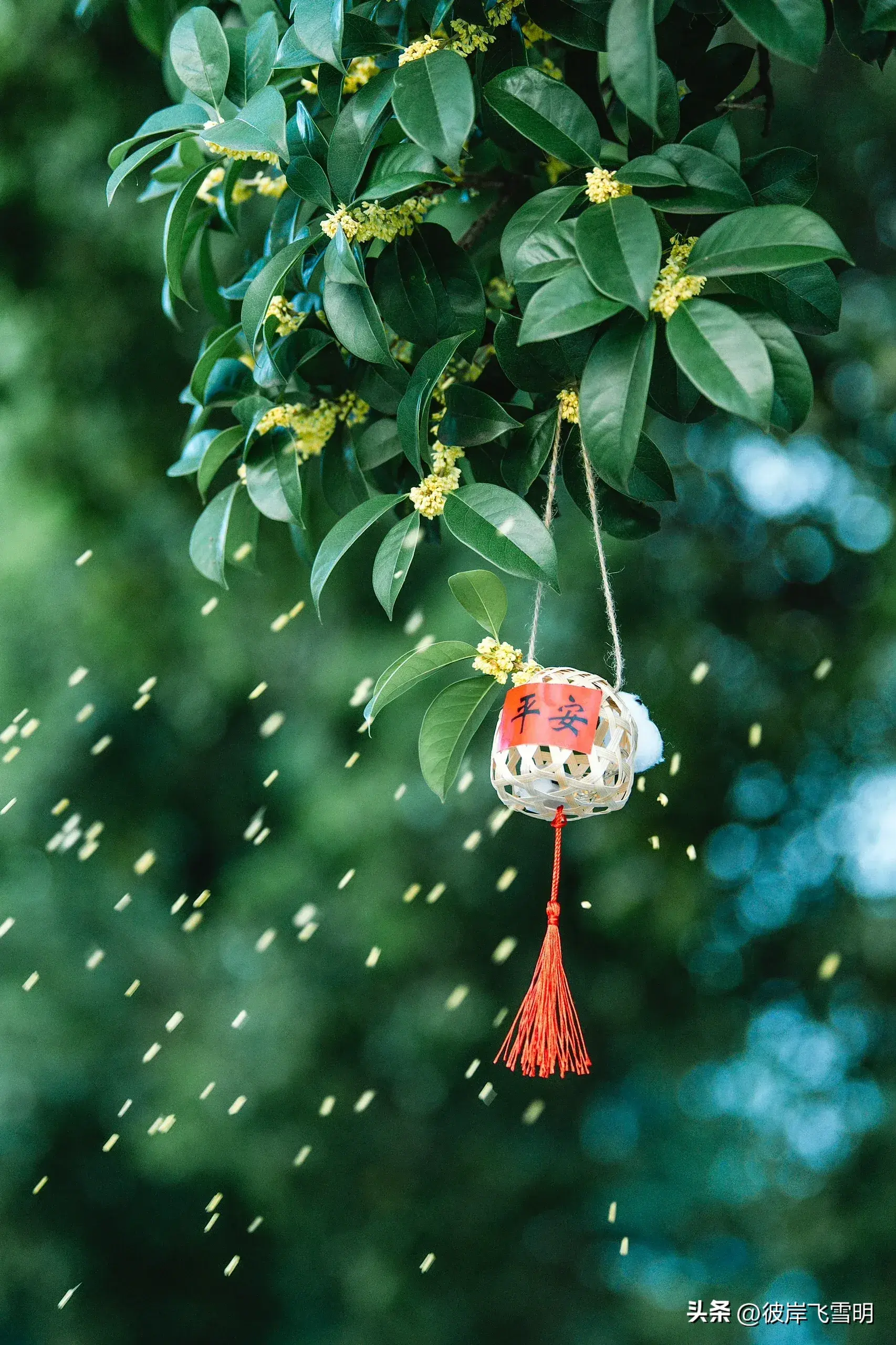 秋天的桂花盛宴(图5)