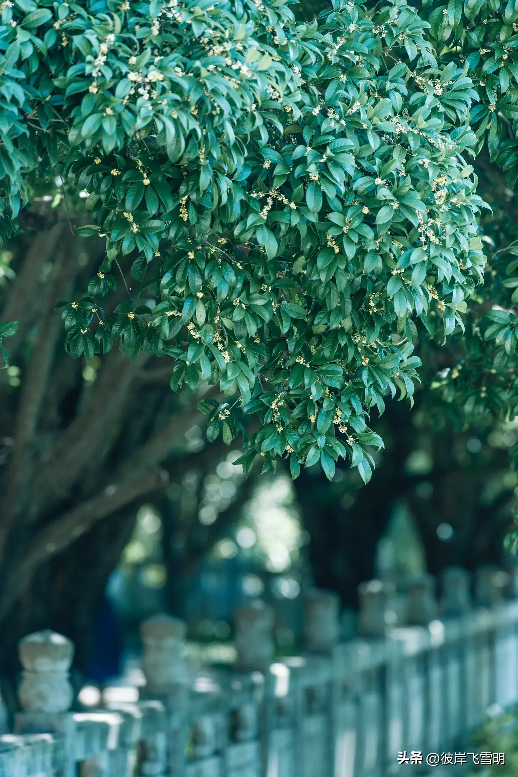 秋天的桂花盛宴(图6)