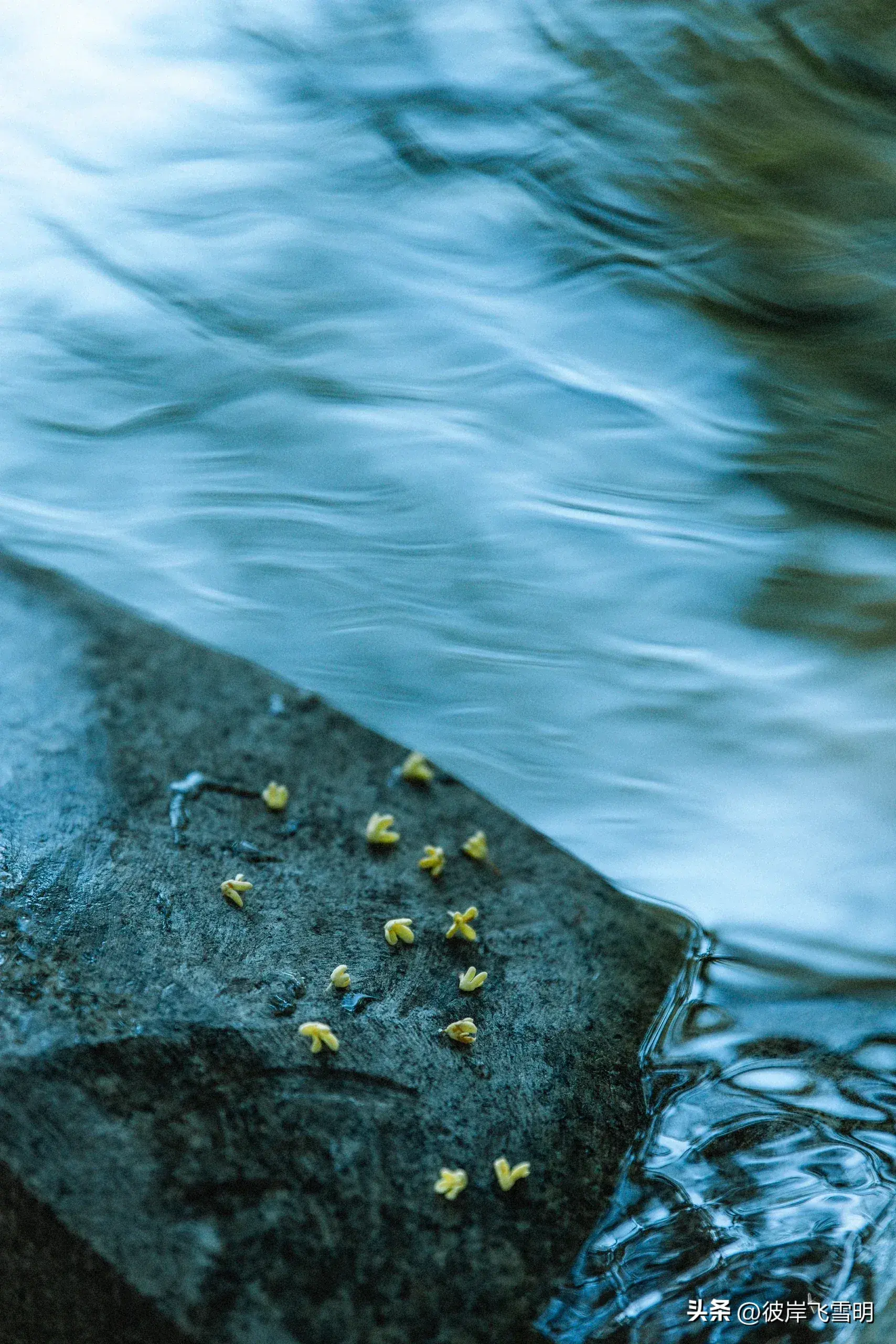 秋天的桂花盛宴(图7)