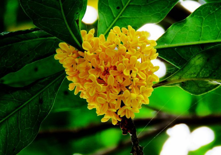 浓香满衣袂 不觉桂花开，十五首桂花的诗词，桂花香，秋意浓(图5)