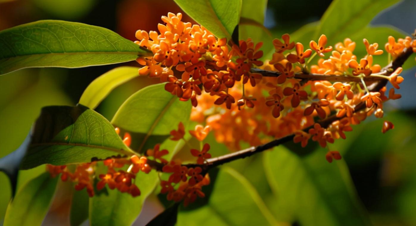 浓香满衣袂 不觉桂花开，十五首桂花的诗词，桂花香，秋意浓(图7)