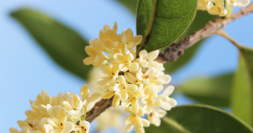 浓香满衣袂 不觉桂花开，十五首桂花的诗词，桂花香，秋意浓(图15)