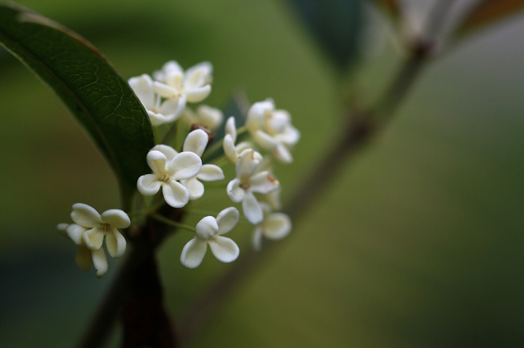 浓香满衣袂 不觉桂花开，十五首桂花的诗词，桂花香，秋意浓(图33)