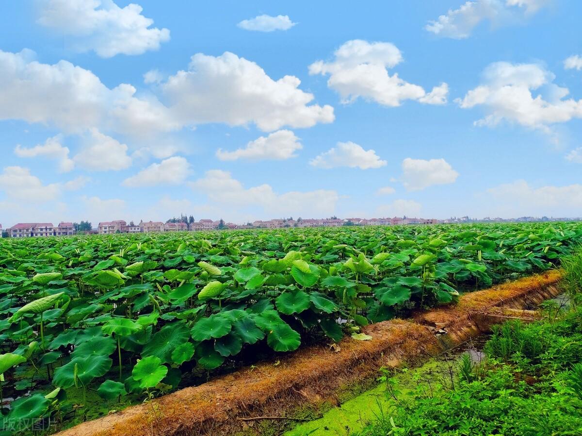 星光不负赶路者，时光不负有心人，你若盛开，清风自来(图4)