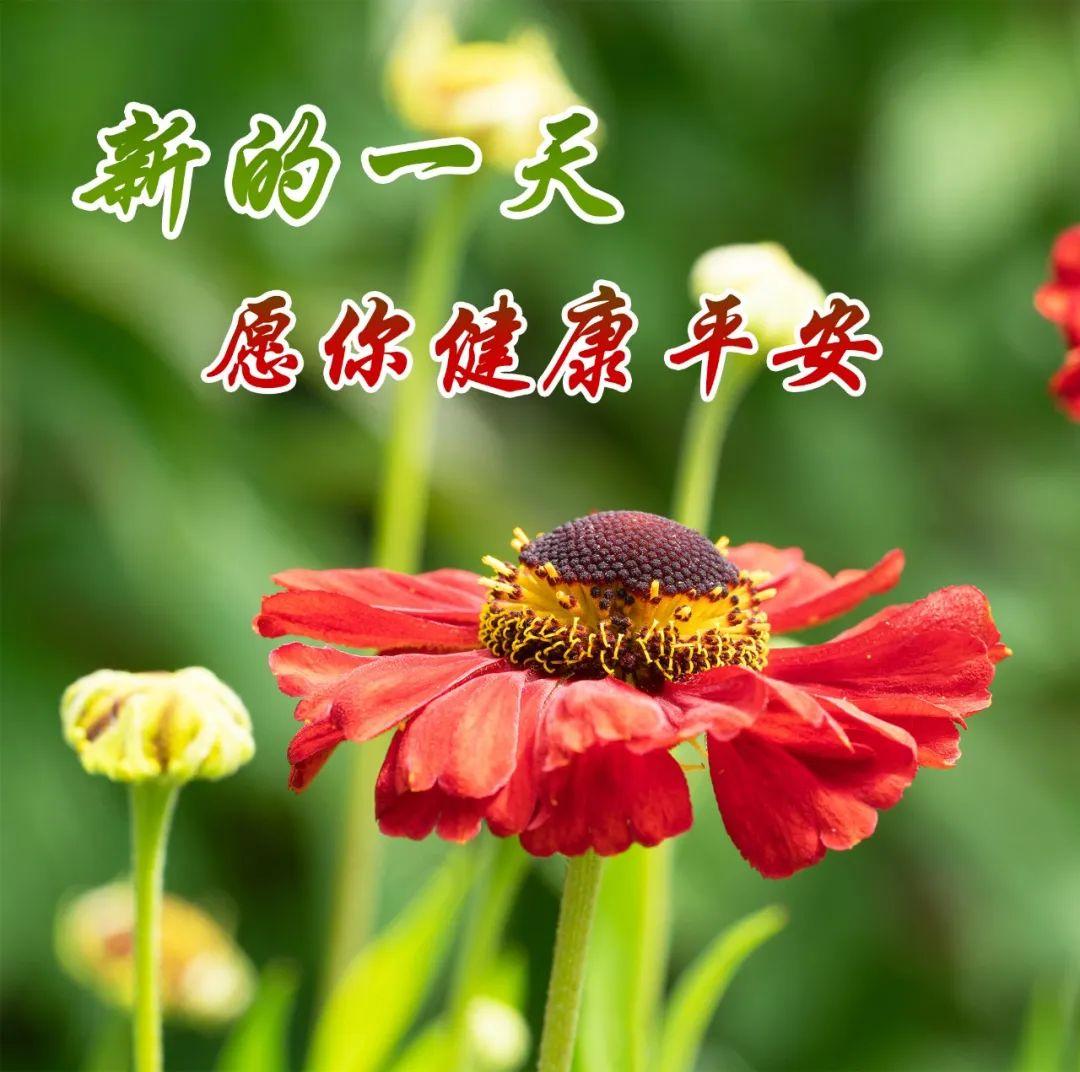 早安吉祥：新的每一天，请勇敢去尝试，拼命去追寻，早上好！(图3)