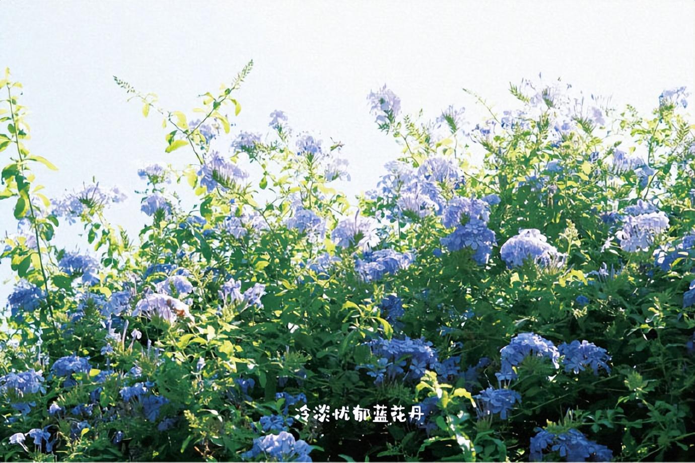 〖郁闷心情低落的语句〗(图3)