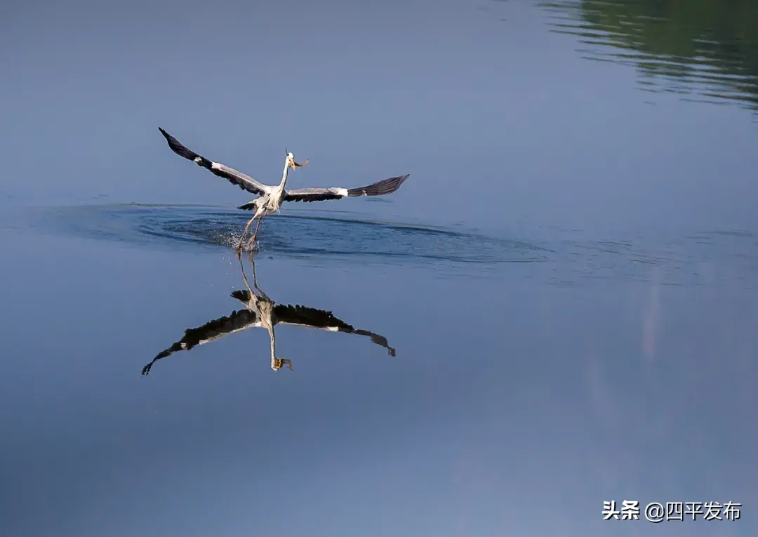 【映像四平⑦】波光潋滟，惊动了时光，美丽了四季(图5)