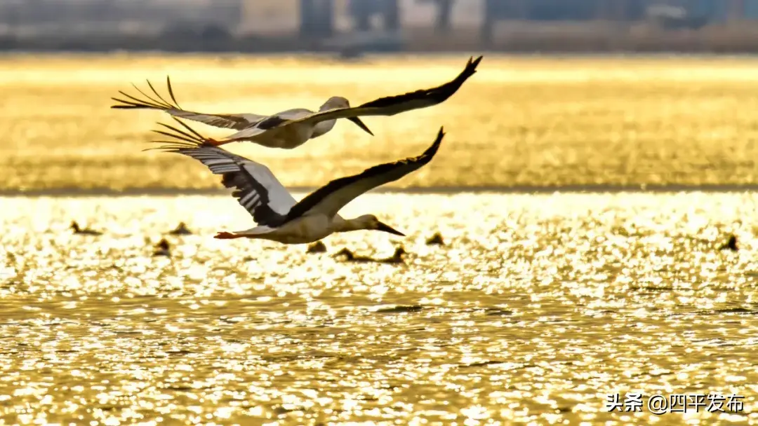 【映像四平⑦】波光潋滟，惊动了时光，美丽了四季(图29)