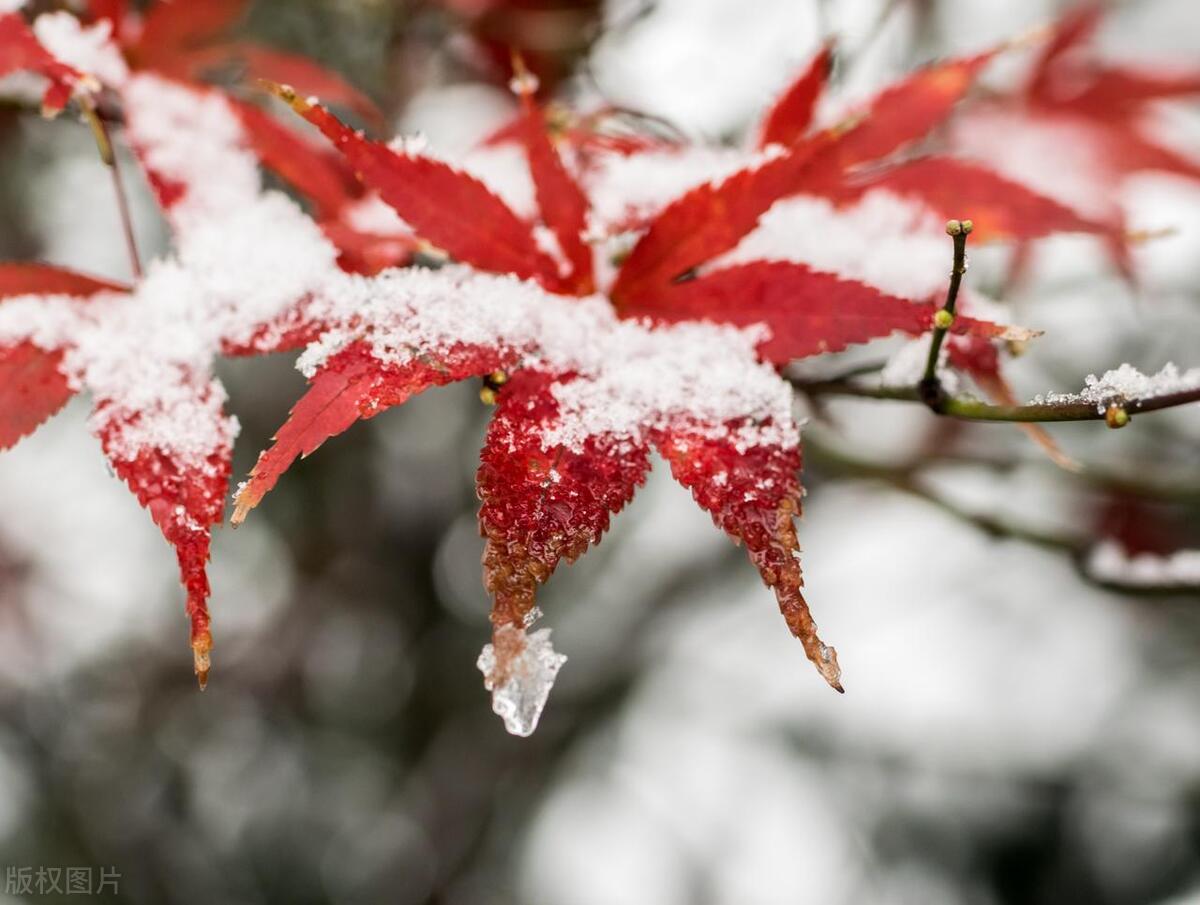 20句适合大雪节气发朋友圈的文案，温柔浪漫，唯美又高级(图2)