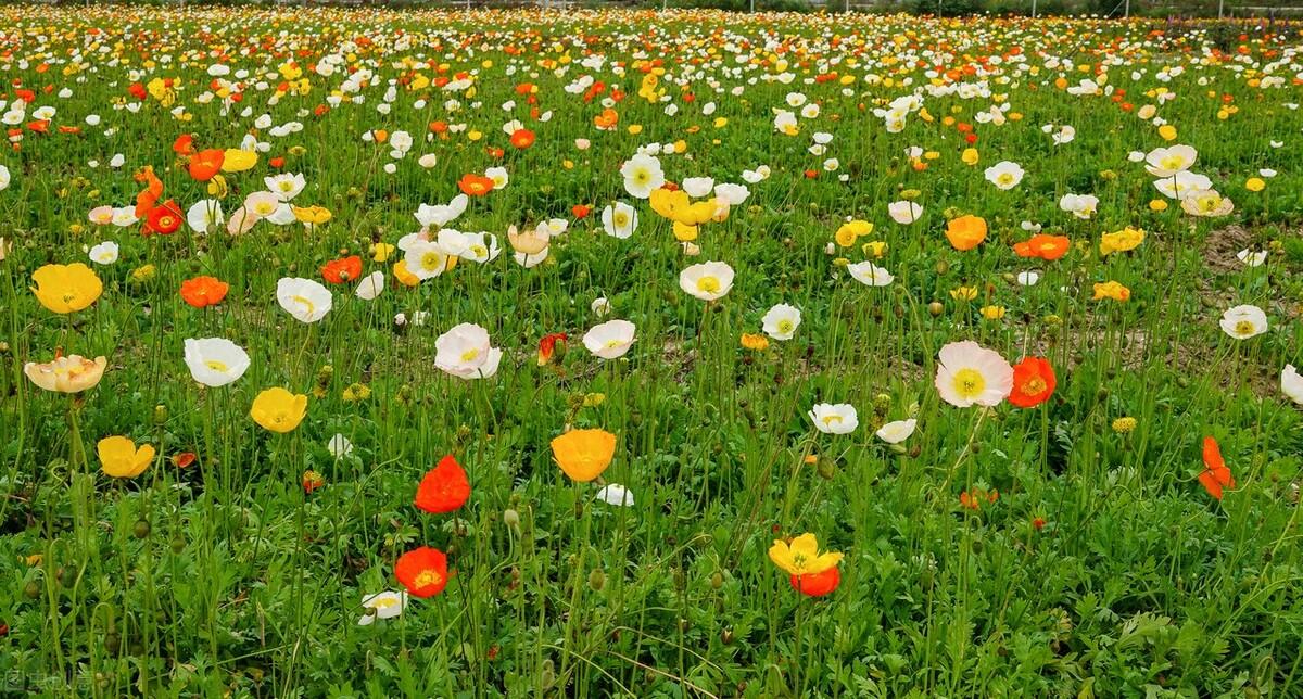 从前很爱你，现在很想你，往后余生，你依旧是我唯一的惦记(图3)