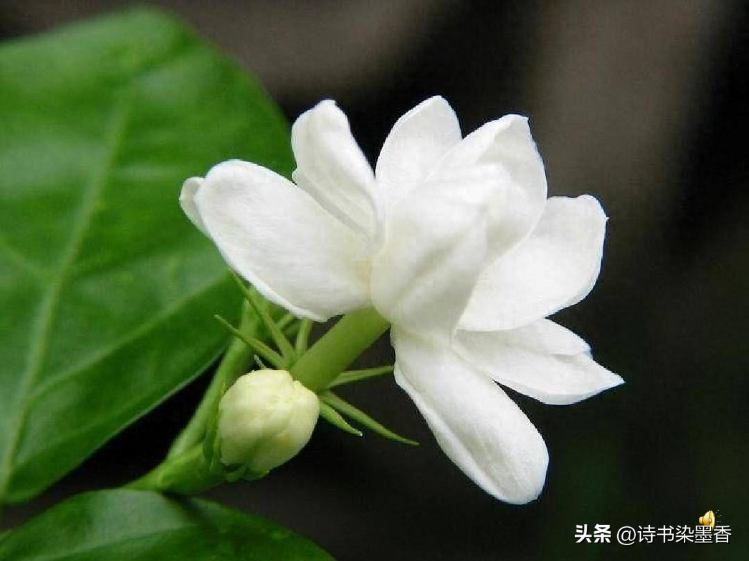 蝶舞蜂飞，虫鸣蛙叫，六月的诗意在忙碌中绽放(图1)