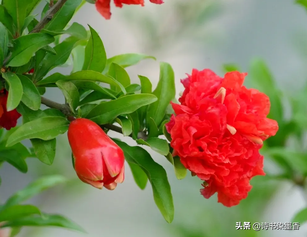 蝶舞蜂飞，虫鸣蛙叫，六月的诗意在忙碌中绽放(图2)