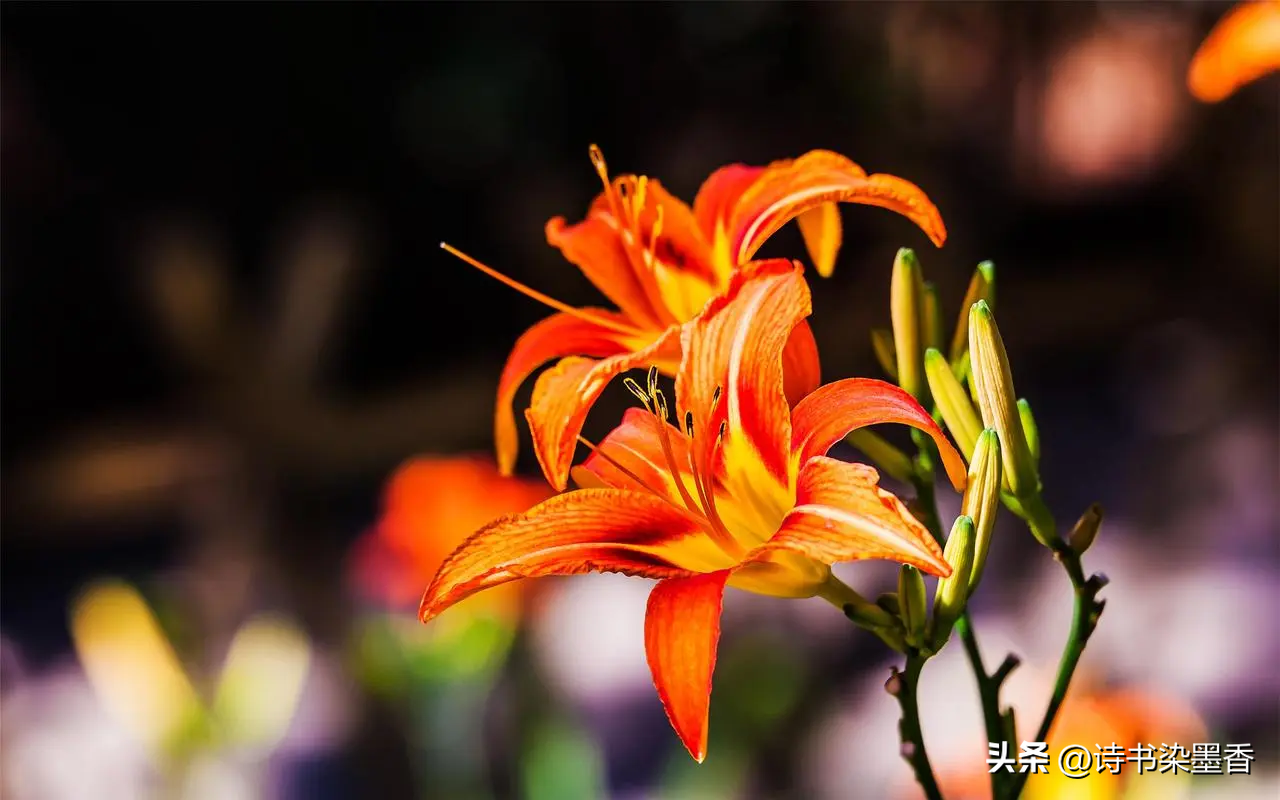 蝶舞蜂飞，虫鸣蛙叫，六月的诗意在忙碌中绽放(图3)