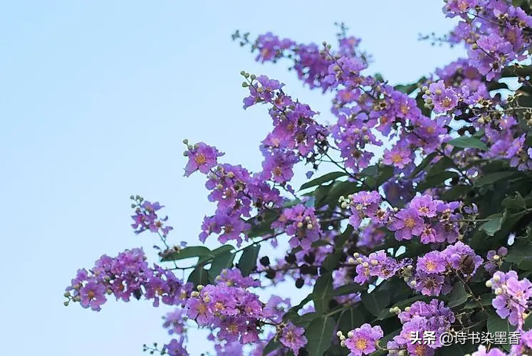 蝶舞蜂飞，虫鸣蛙叫，六月的诗意在忙碌中绽放(图4)