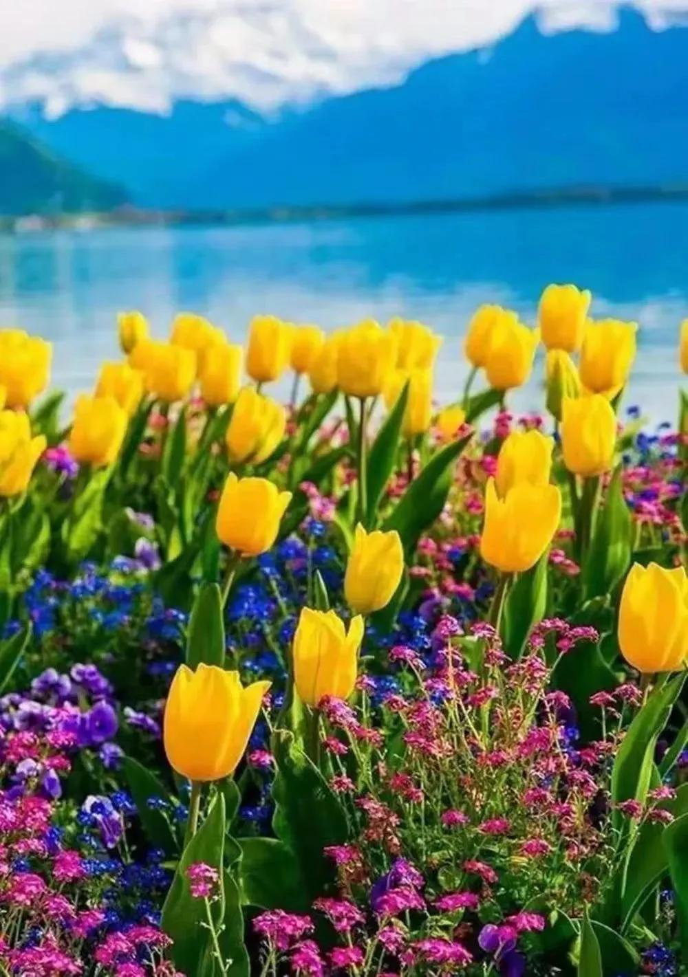 时光染香，梦在远方，愿你不负韶华，依梦而行(图1)