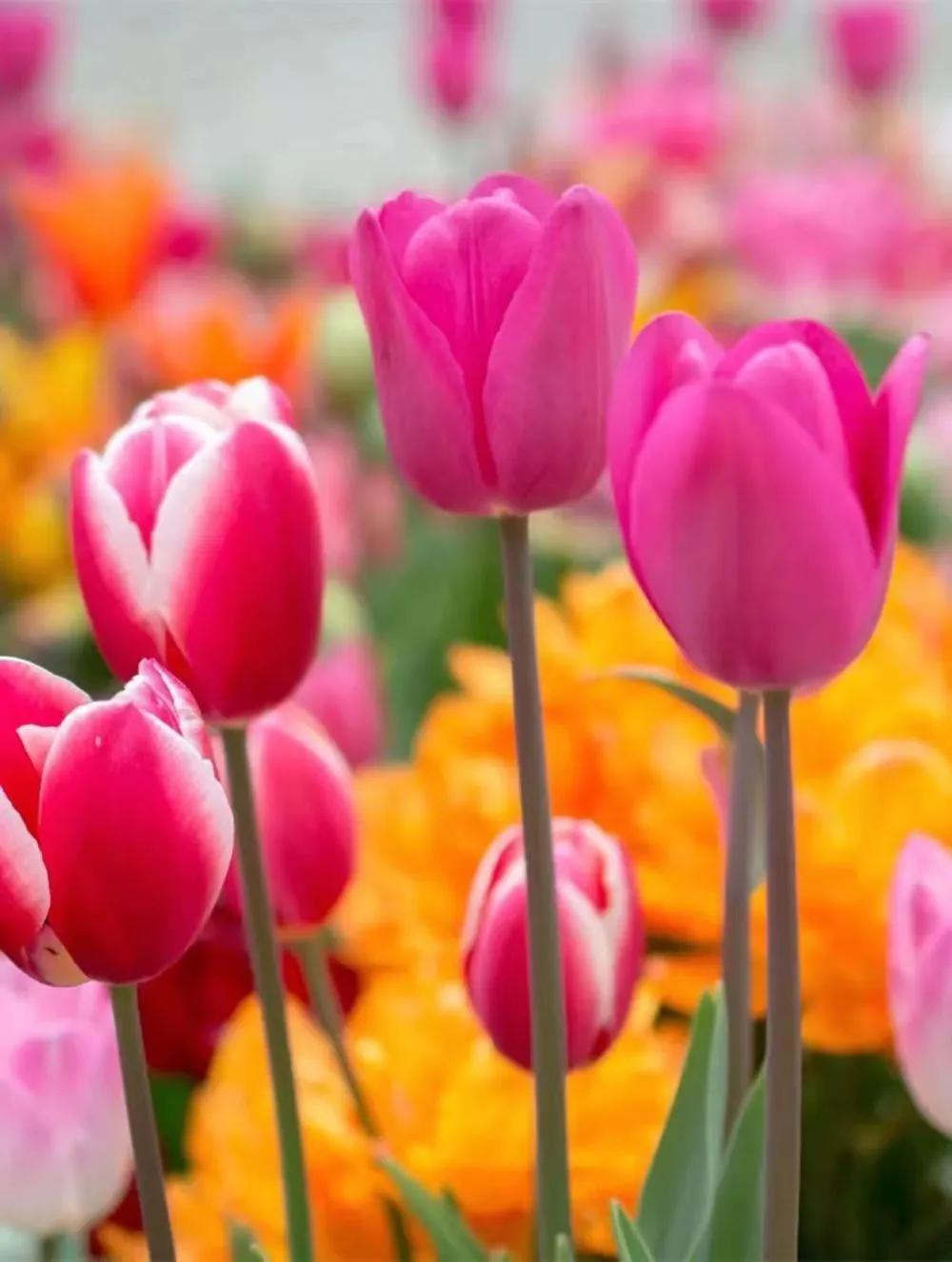 时光染香，梦在远方，愿你不负韶华，依梦而行(图3)