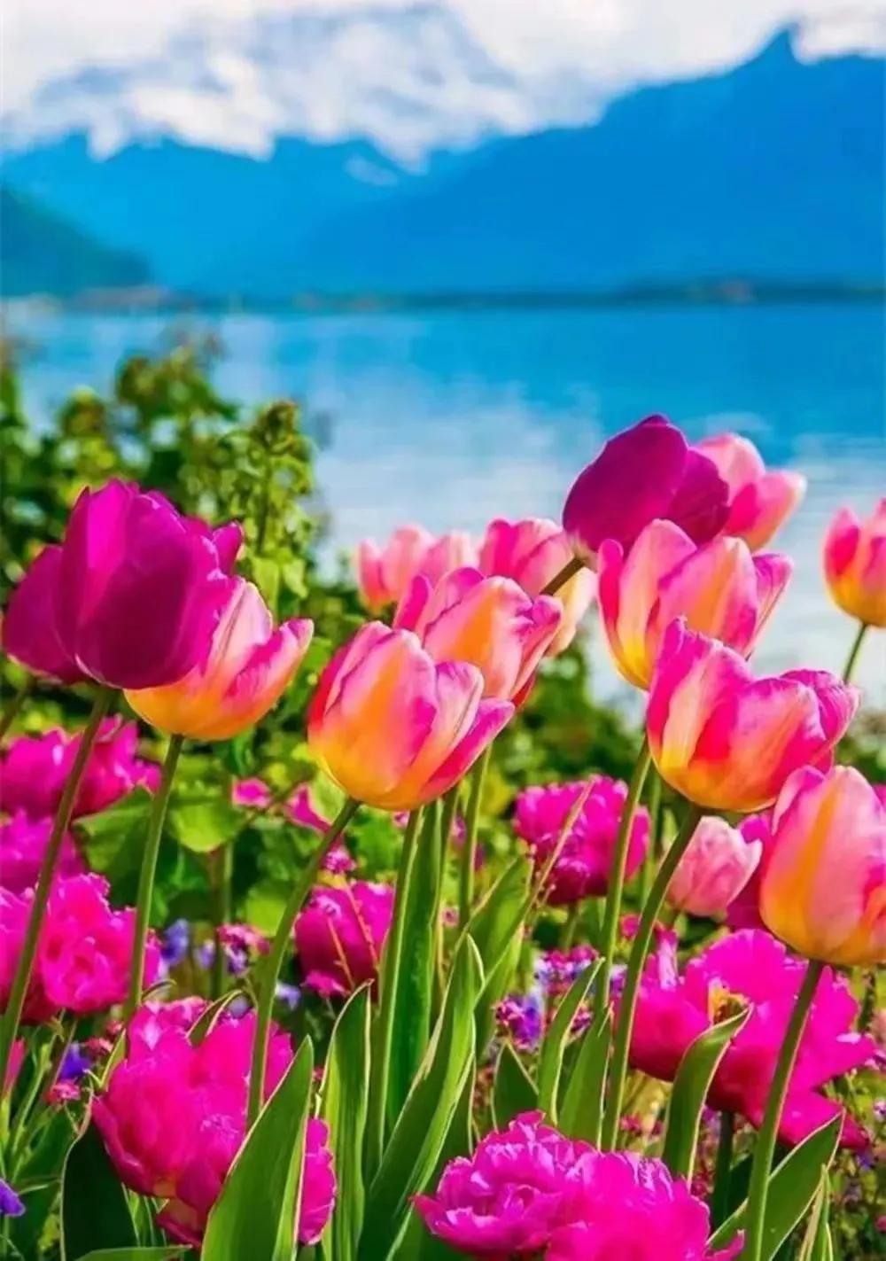 时光染香，梦在远方，愿你不负韶华，依梦而行(图4)