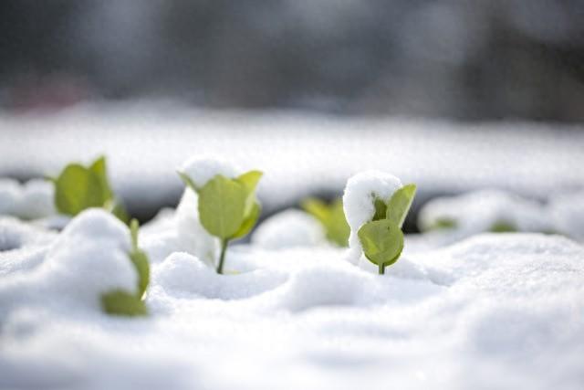 大雪未雪，寒冬不寒(图1)