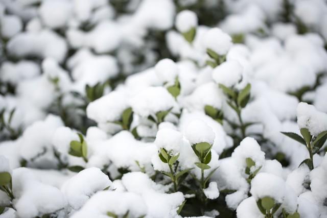 大雪未雪，寒冬不寒(图2)