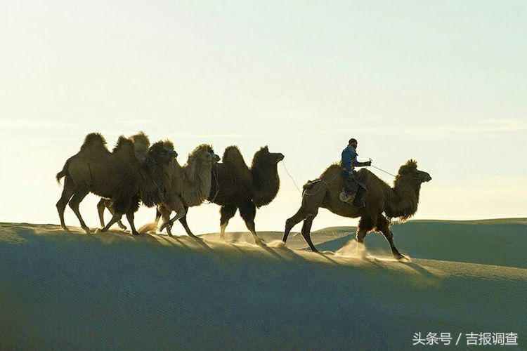 大漠孤烟，黄沙如泻，残阳如血，荒漠之舟在傲视群雄……(图2)