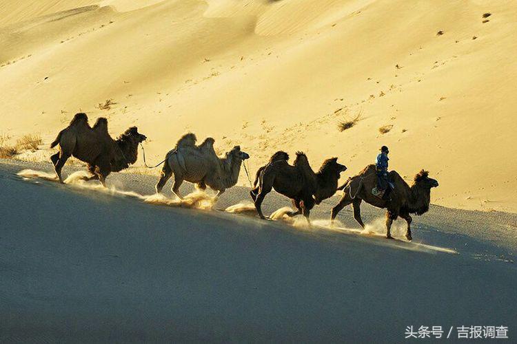 大漠孤烟，黄沙如泻，残阳如血，荒漠之舟在傲视群雄……(图4)