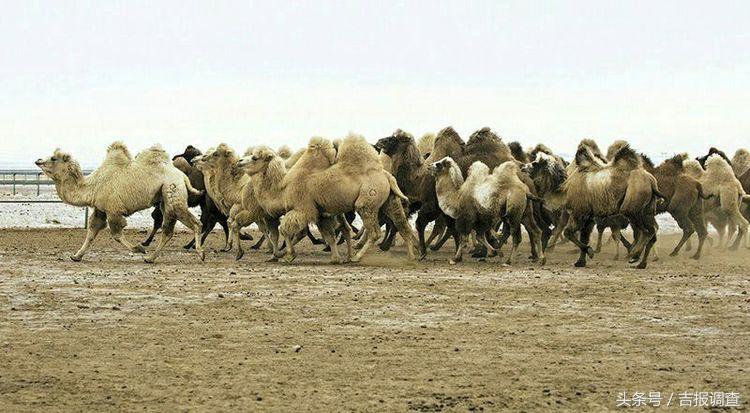 大漠孤烟，黄沙如泻，残阳如血，荒漠之舟在傲视群雄……(图55)