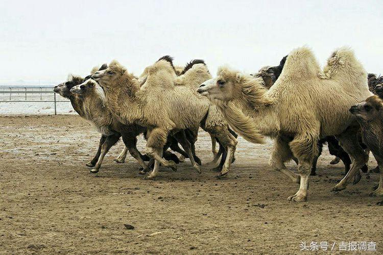 大漠孤烟，黄沙如泻，残阳如血，荒漠之舟在傲视群雄……(图57)