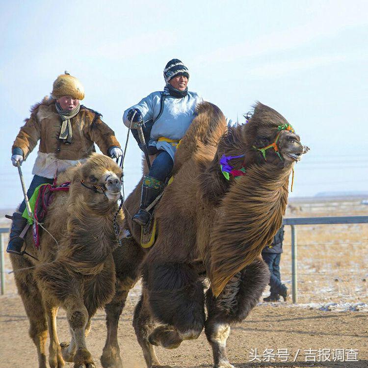大漠孤烟，黄沙如泻，残阳如血，荒漠之舟在傲视群雄……(图61)