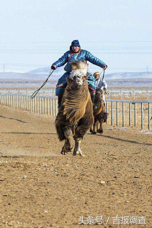 大漠孤烟，黄沙如泻，残阳如血，荒漠之舟在傲视群雄……(图62)