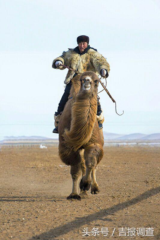 大漠孤烟，黄沙如泻，残阳如血，荒漠之舟在傲视群雄……(图65)