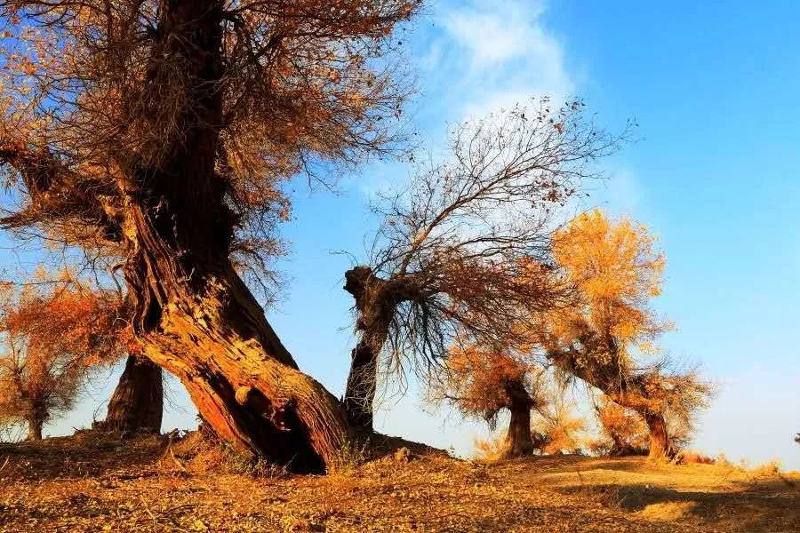 万里云 | ​雲烟聚散千秋月 我自岿然我自狂（大漠胡楊七律三首）(图5)