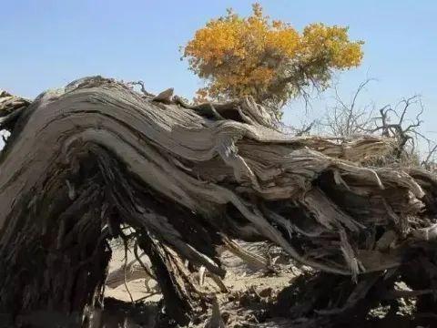 万里云 | ​雲烟聚散千秋月 我自岿然我自狂（大漠胡楊七律三首）(图9)