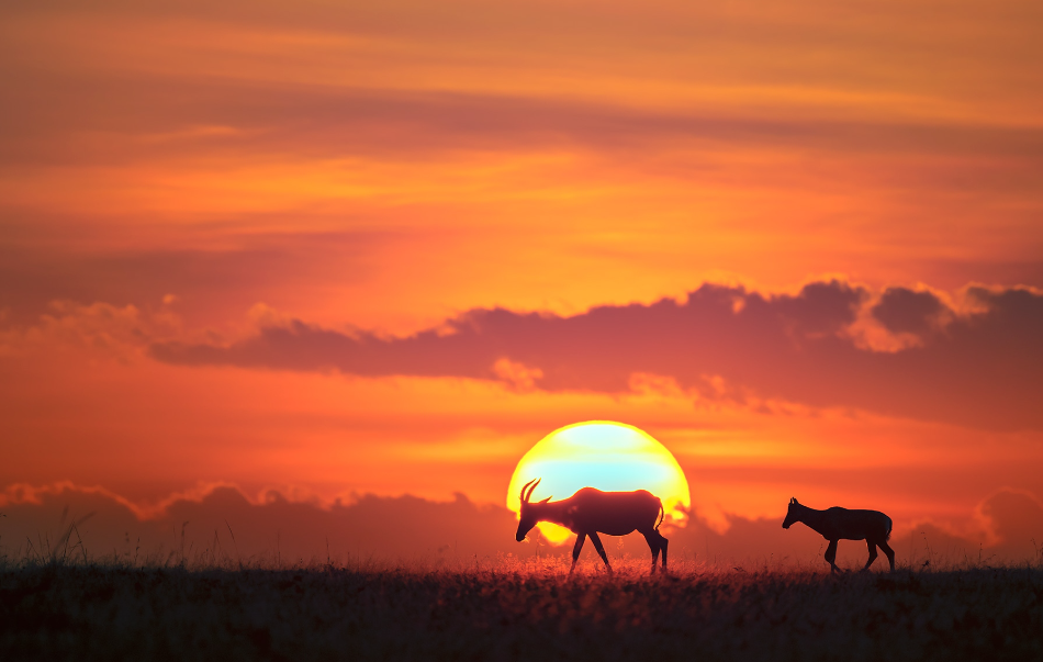 又见夕阳红，有关夕阳的诗句，带你领略秋日夕阳之美!(图23)