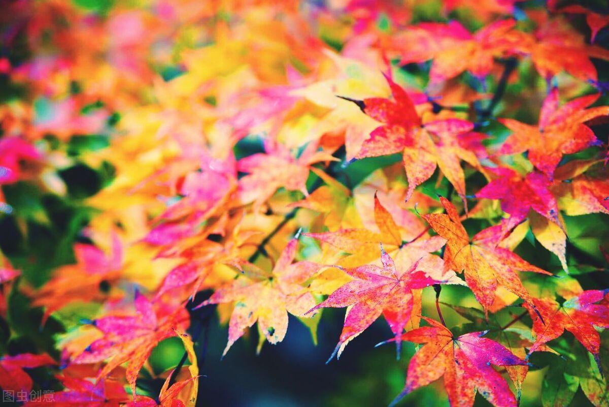 适合秋天发朋友圈的高赞文案 | 落日余晖秋意浓，想你也在念秋风(图4)