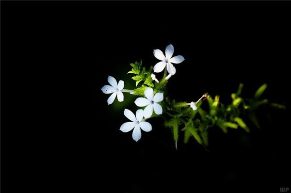 再苦，也要微笑，让心学会轻松；再痛，也要坚强，让梦洒满阳光(图5)