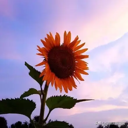 再苦也要微笑，再痛也要坚强(图1)