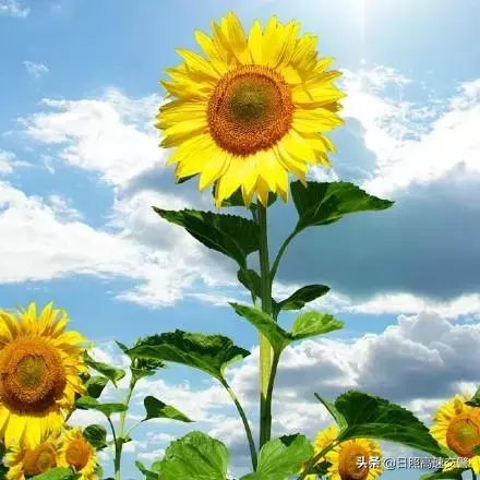 再苦也要微笑，再痛也要坚强(图2)