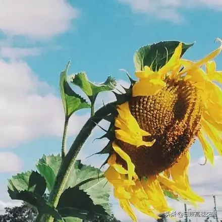 再苦也要微笑，再痛也要坚强(图4)