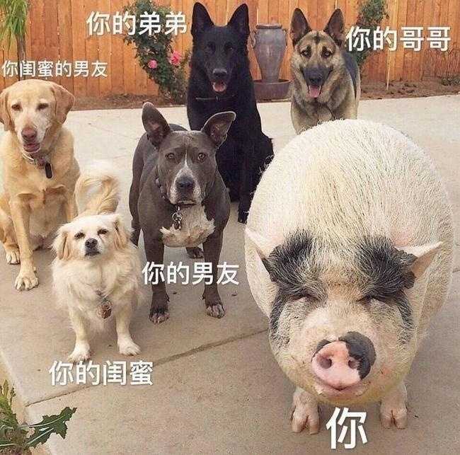 20条适合发朋友圈的沙雕搞笑句子：多我一个富婆会破坏生态平衡吗(图4)