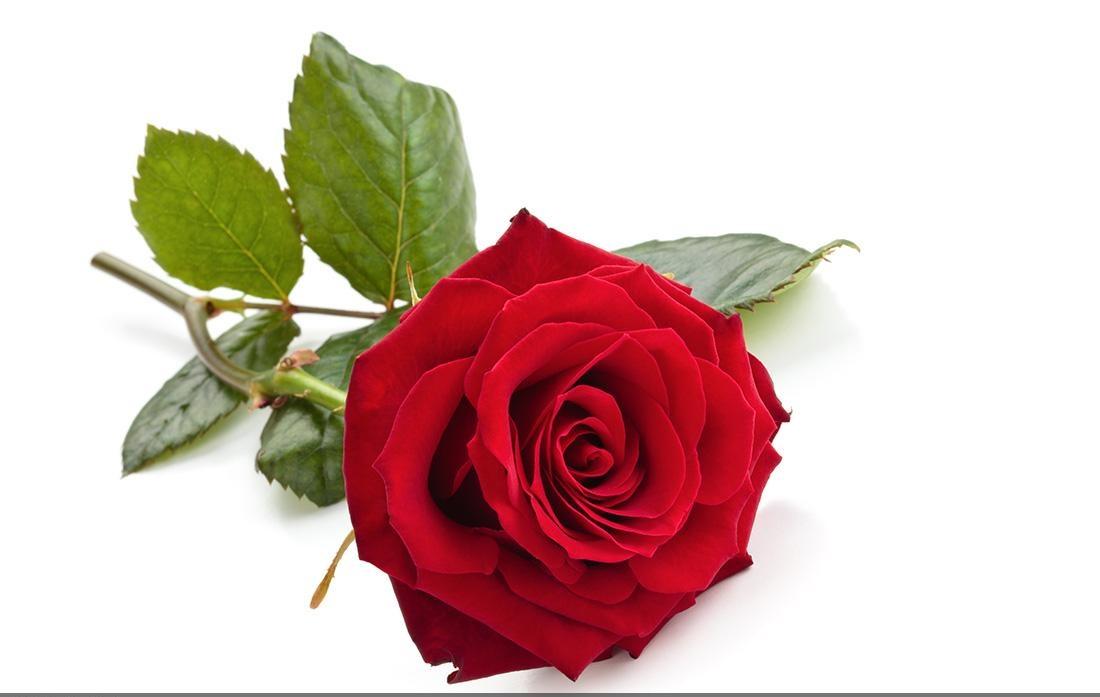 名人名言(爱情篇)(图2)