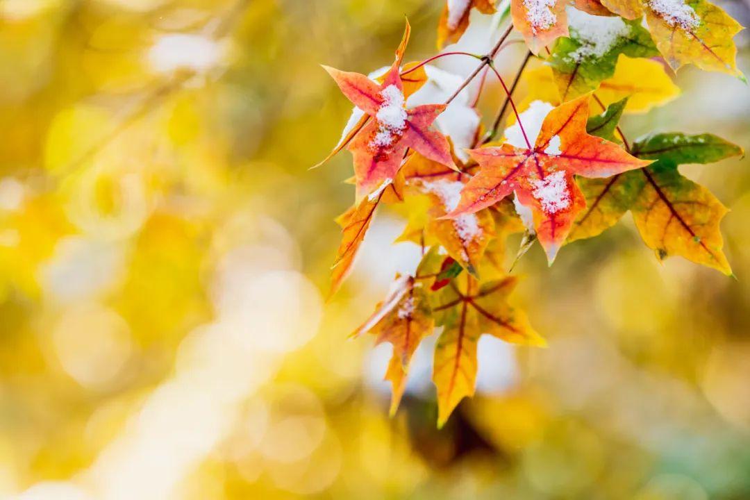 走进古诗词：邂逅冬天，领略雪之美(图3)