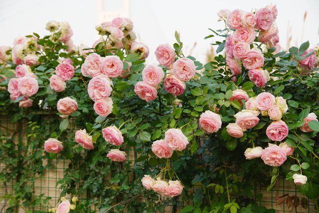 想你了，亲爱的，多想见你一面，看看你的笑脸(图2)