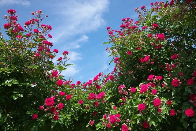 想你了，亲爱的，多想见你一面，看看你的笑脸(图5)