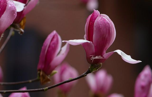 想念你，有苦涩，也有甜蜜(图1)